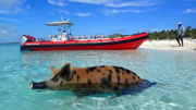 3 night Cruises to Grand Bahamas | Two Day Cruise Bahamas Swim with the Pigs Freeport | 3 Night Cruises Two Day Cruise Bahamas Swim with the Pigs Freeport