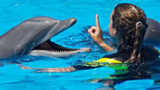 3 night Cruises to Grand Bahamas | Two Day Cruise Swim with the Dolphins Freeport Bahamas | 3 Night Cruises Two Day Cruise Swim with the Dolphins Freeport Bahamas
